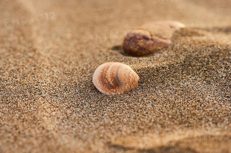 Shellfish lying on the beach, "Platja del Fangar", nature reserve, ebro delta, Catalonia, Spain, Europe