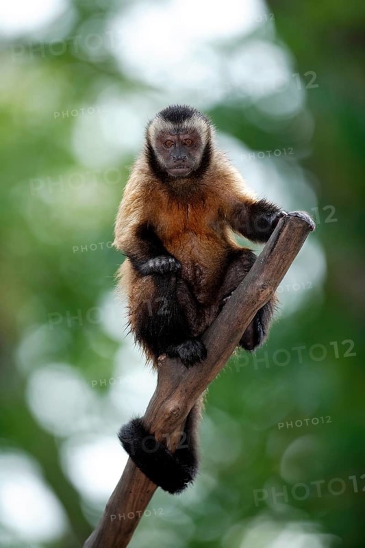 Weeper Capuchin (Cebus nigrivittatus), Wedge-capped Capuchin