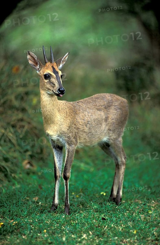 Common Duiker (Sylvicapra grimmia), Kwazulu Natal, South Africa, Africa