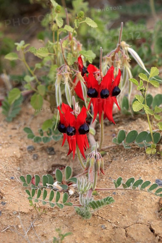 Australian desert pea, Sturt National Park, New South Wales (Swainsona formosus), Australia, Oceania