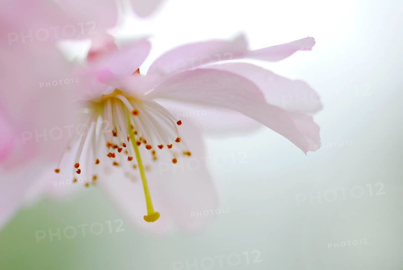 Japanese cherry (Prunus sargentii)