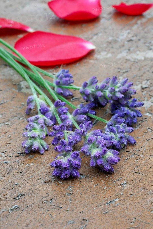 Lavender flowers (Lavandula angustifolia) and rose petals, aromatic plants