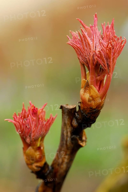 Peony Zong Sheng, leaf shoot (Paeonia suffruticosa hybrid) , peony