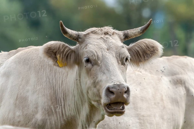 Charolais cattle, Palatinate, Rhineland-Palatinate, Germany, Europe
