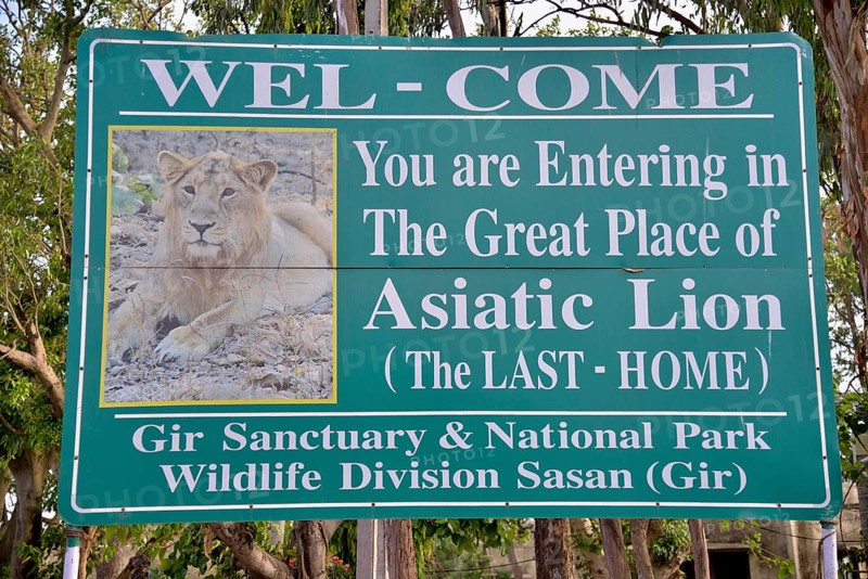Picture of an Asiatic Lion on a sign at the entrance to the Gir National Park, Gir Forest National Park, Gir Sanctuary, Sasan Gir, Gujarat, India, Asia