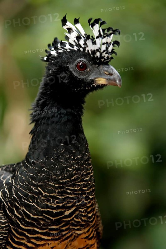 Bare-faced curassow (Crax fasciolata), female, Pantanal, Brazil, South America
