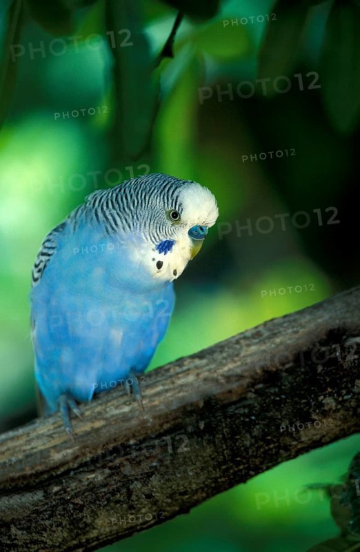 Budgerigar (Melopsittacus undulatus), male