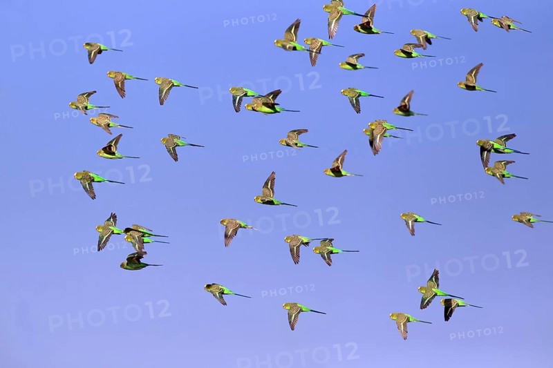 Budgerigars (Melopsittacus undulatus), New South Wales, Australia, Oceania