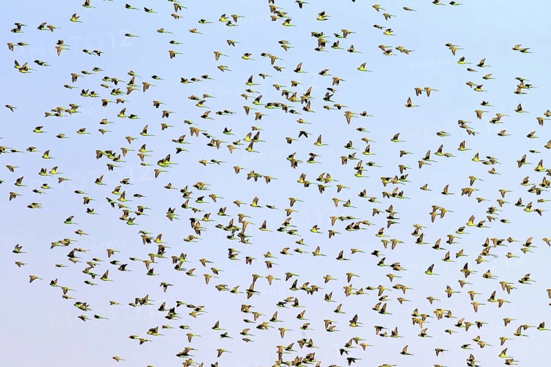 Budgerigars (Melopsittacus undulatus), New South Wales, Australia, Oceania