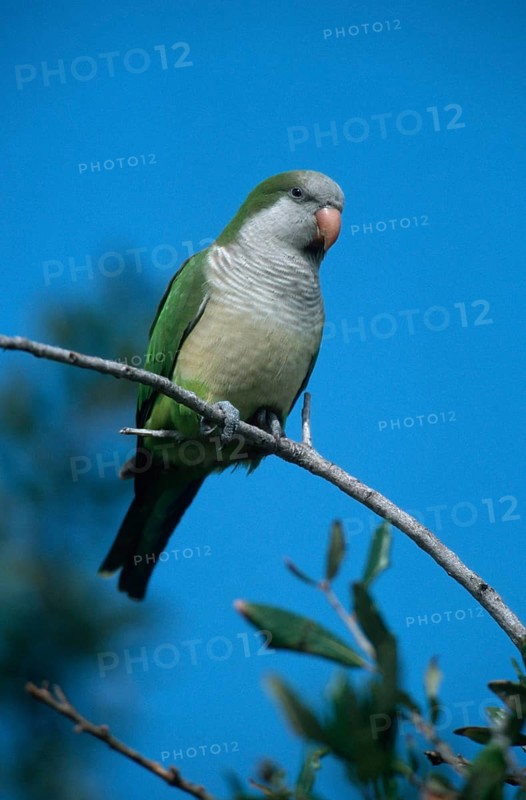 Monk parakeet (Myiopsitta monachus), Florida, USA, Monk Parakeet, USA, North America