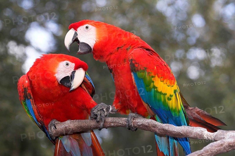 Scarlet macaw (Ara macao)