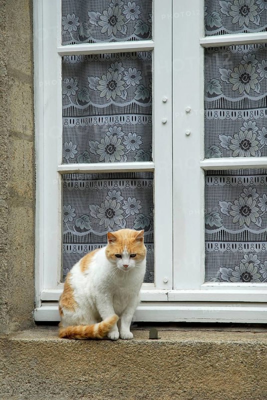 House cat on windowsill, Vannes, Morbihan, Brittany, France, Europe
