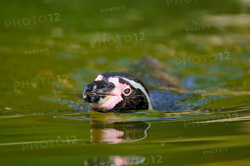 Humboldt Penguin (Spheniscus humboldti)