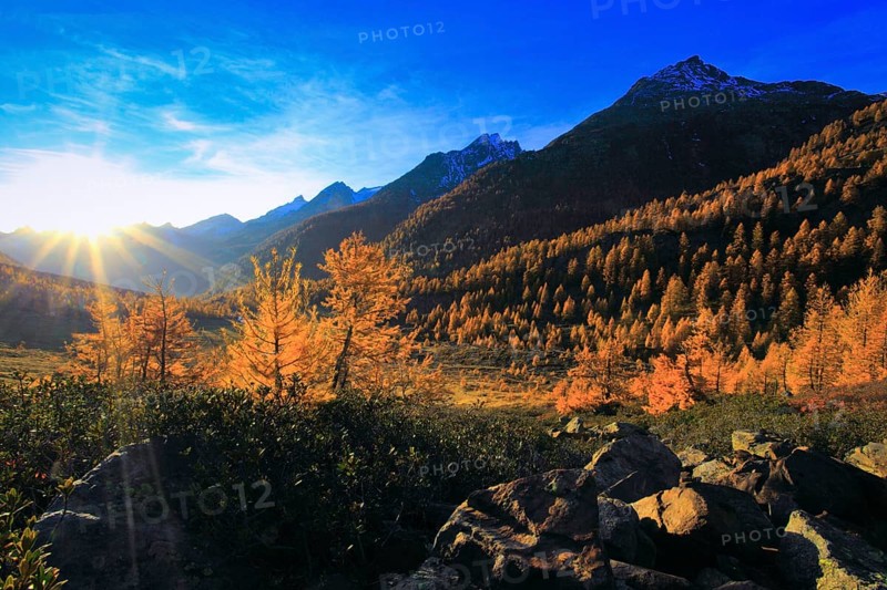Lötschental, larch forest, Valais, Switzerland, Europe