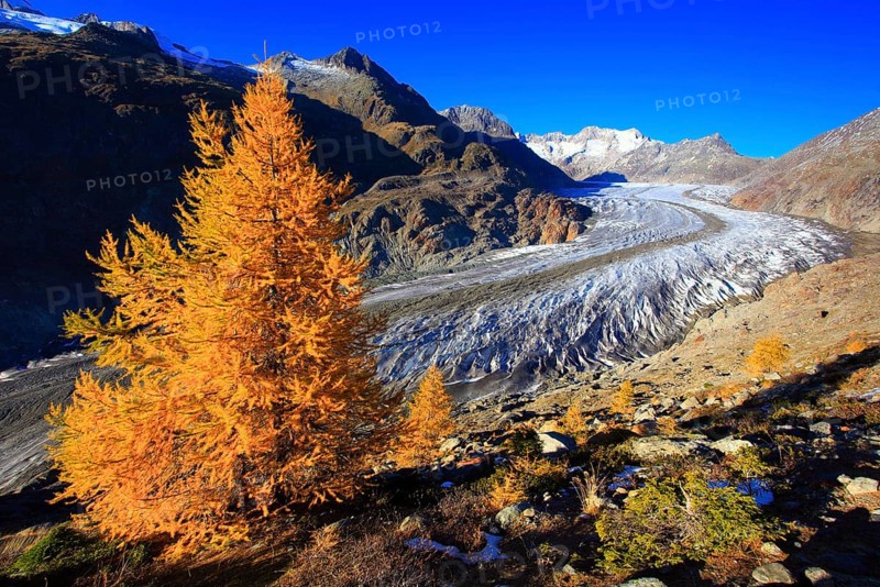 Great Aletsch Glacier and tub horns, European larch, Valais, Switzerland, Europe