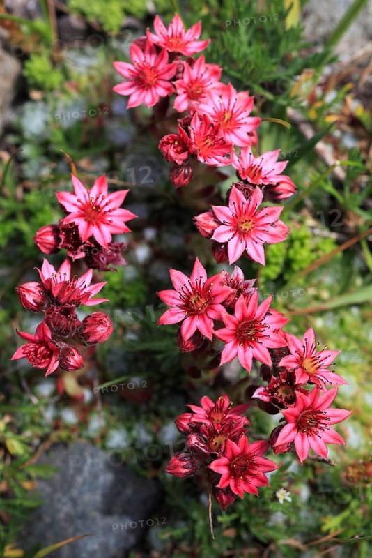 Cobweb houseleek ( Sempervivum arachnoideum) Switzerland