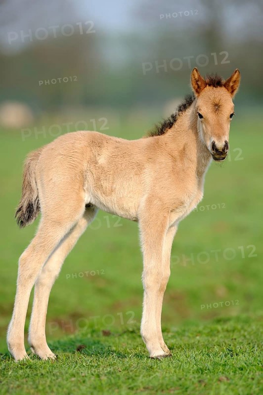 Dülmen wild horse, foal, Merfelder Bruch, Dülmen, North Rhine-Westphalia, lateral, Germany, Europe