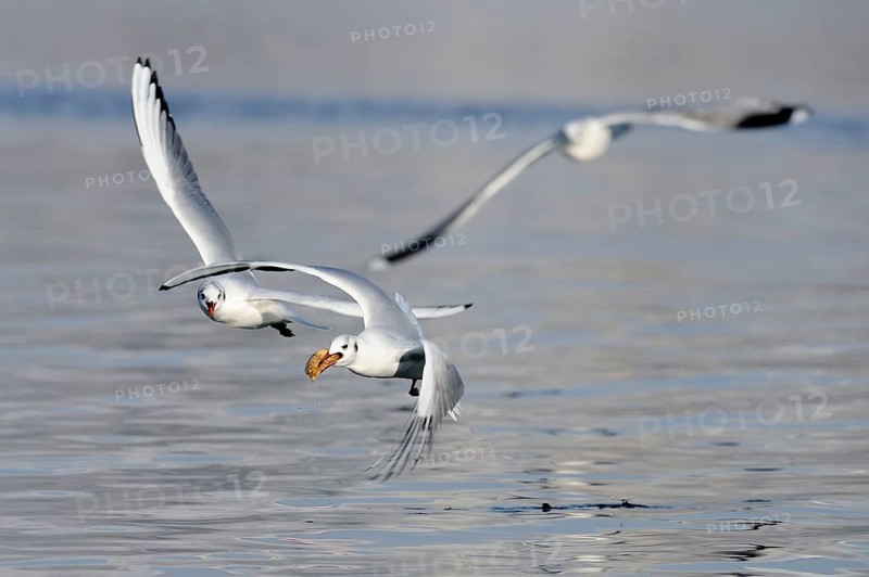 Black-headed Gulls (Larus ridibundus), one with prey, Germany, Europe