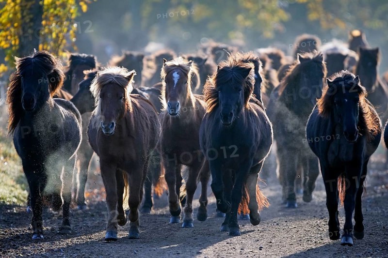 Icelandic ponies, Icelandic, Icelandic horse