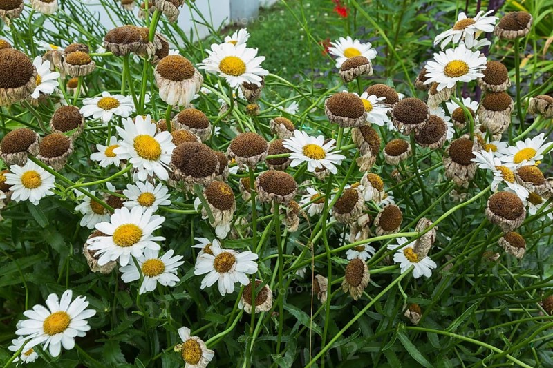 'Madonna' Shasta Daisy (Leucanthemum x superbum) with spent flowers from hot weather and lack of water in summer, Quebec, Canada, North America