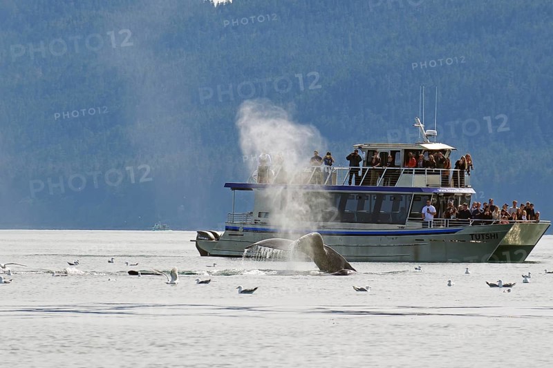 Humpback whale dives into the depths directly in front of a tourist boat, Whale Watching, Inside Passage, Juneau, Alaska, USA, North America