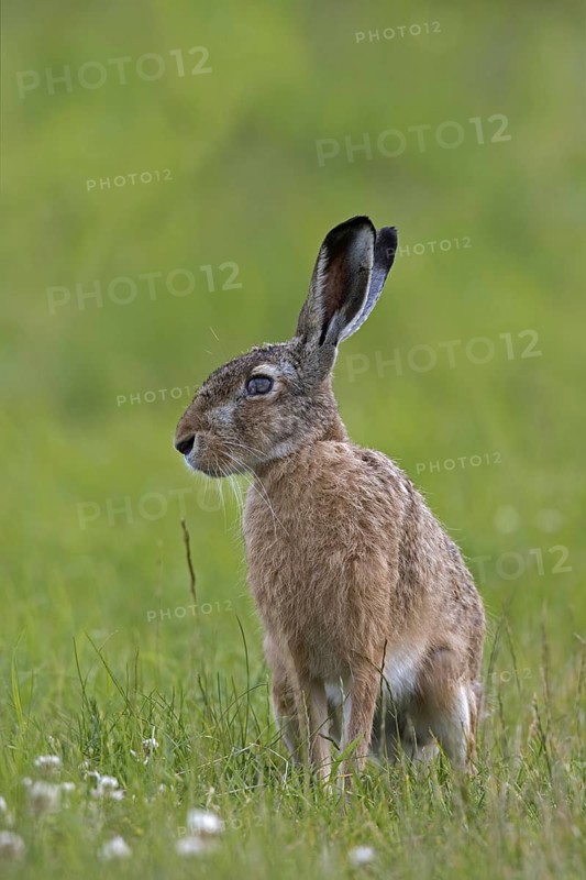 European brown bare (Lepus europaeus) in grassland suffering from corneal ulcer in its eye