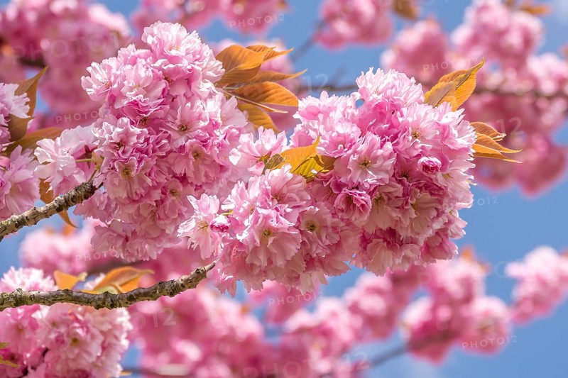 Japanese cherry (Prunus serrulata), Palatinate, Rhineland-Palatinate, Germany, Europe