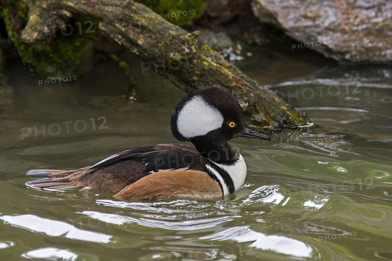 Hooded merganser (Lophodytes cucullatus) adult male in breeding plumage swimming in lake in spring, native to the United States and Southern Canada