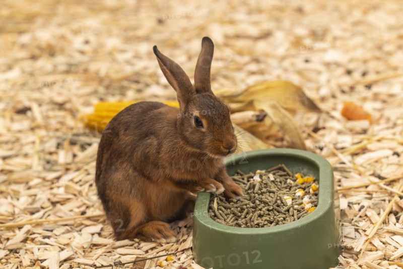 Chestnut-brown Lorraine rabbits, pet, Stuttgart, Baden-Württemberg, Germany, Europe