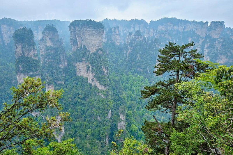 Famous tourist attraction of China, Zhangjiajie stone pillars cliff mountains in fog clouds at Wulingyuan, Hunan, China, Asia