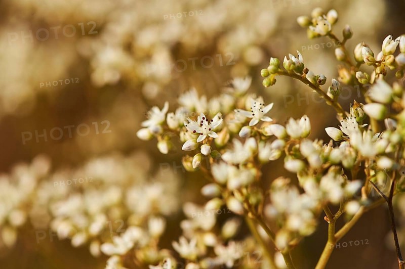 White stonecrop (Sedum album) blooming at Mount "La Talaia del Montmell" at evening, Catalonia, Spain, Europe