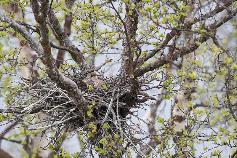 Merlin (Falco columbarius) smallest falcon in the world, female broods in a nest in a birch tree, Lapland, Varangerhalvoya, Northern Norway, Scandinavia