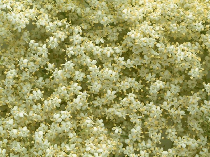 Elderflower, black elder (Sambucus) nigra, medicinal plant, is considered a proven household remedy for colds, kidney and bladder problems and for strengthening the heart and circulation