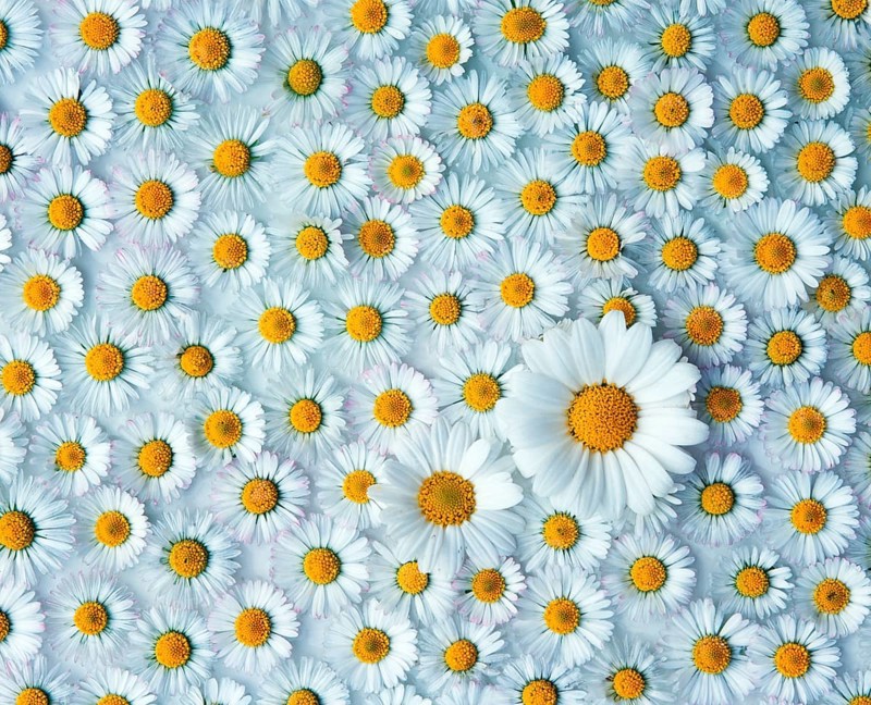 Marguerite and , Common daisy, Thousand