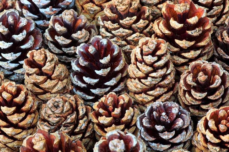 Scots pine ( Pinus sylvestris) pine, cone, Cairngorms National Park, Scotland, United Kingdom, Europe