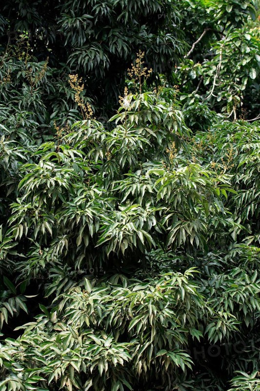 Lychee (Litchi chinensis), Madagascar, Africa