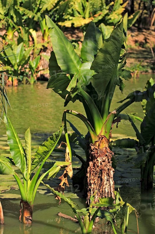 Elephant Ear, Magadascar (Alocasia)