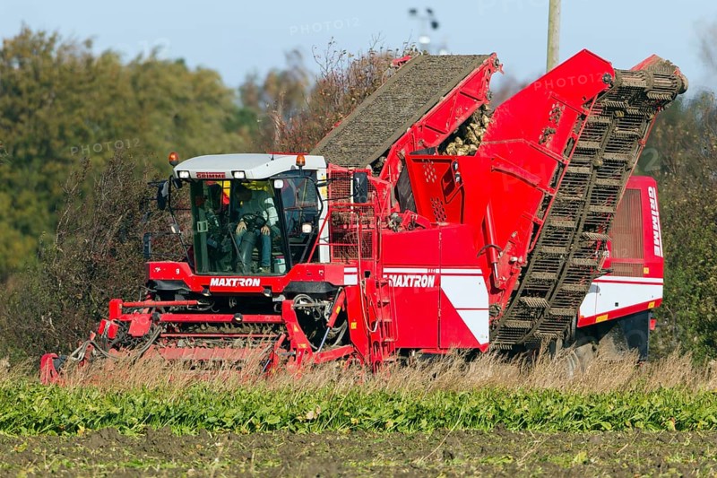 Sugar beet harvesting, sugar beet, harvester, harvester, Sealand, Denmark, Europe