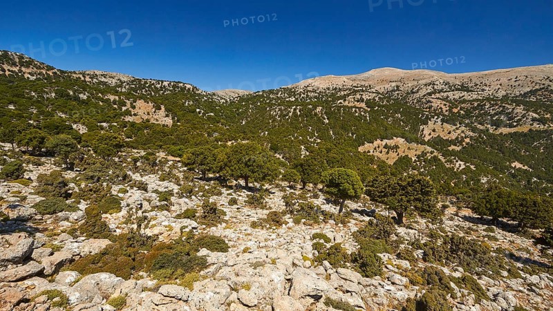 Lassithi, Katharo, Machia, trees, mountains, cloudless blue sky, East Crete, island of Crete, Greece, Europe