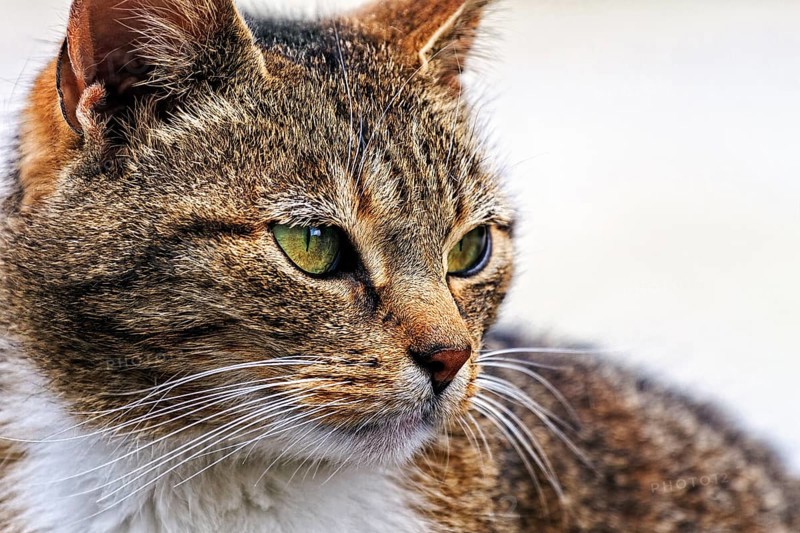 Brown tabby felidae (Felis silvestris catus), resting, looking into the distance, close-up, head, whiskers, eyes, Germany, Europe