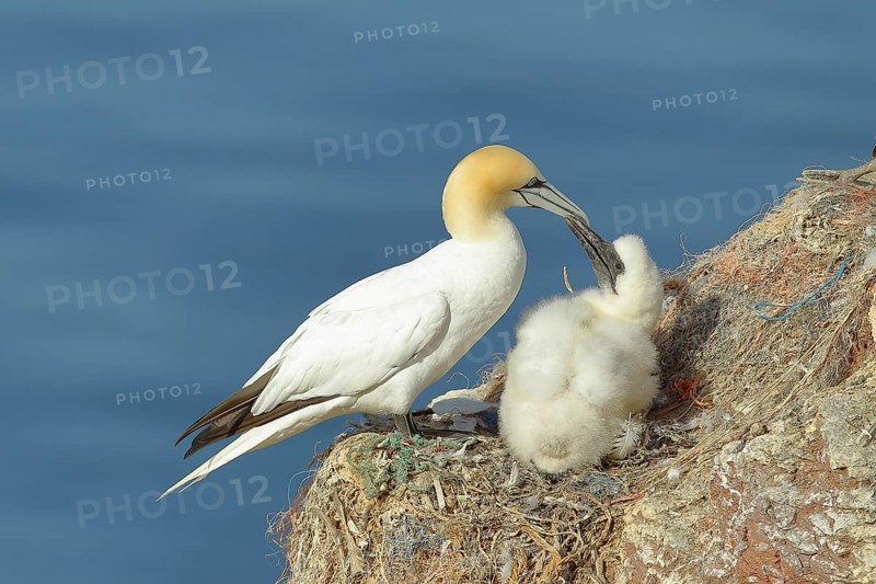 Northern gannet (Morus bassanus), adult feeding the young at the nest, Lummenfelsen, Helgoland Island, Germany, Europe
