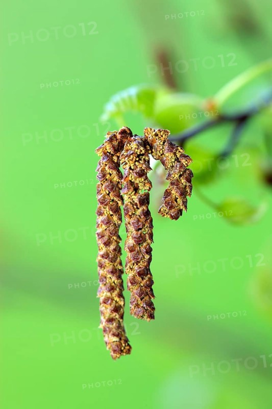 Alder (Alnus glutinosa), Germany, Europe