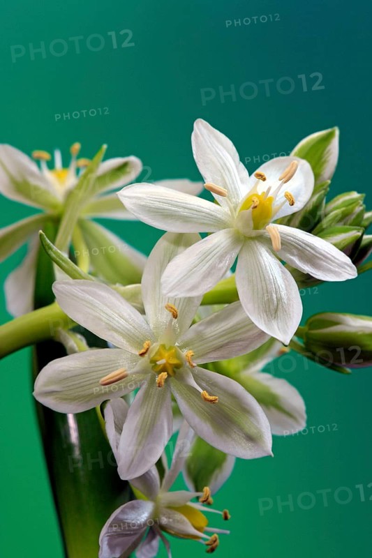 Early Scilla (Scilla tubergeniana), White Squill (Scilla mischtschenkoana)