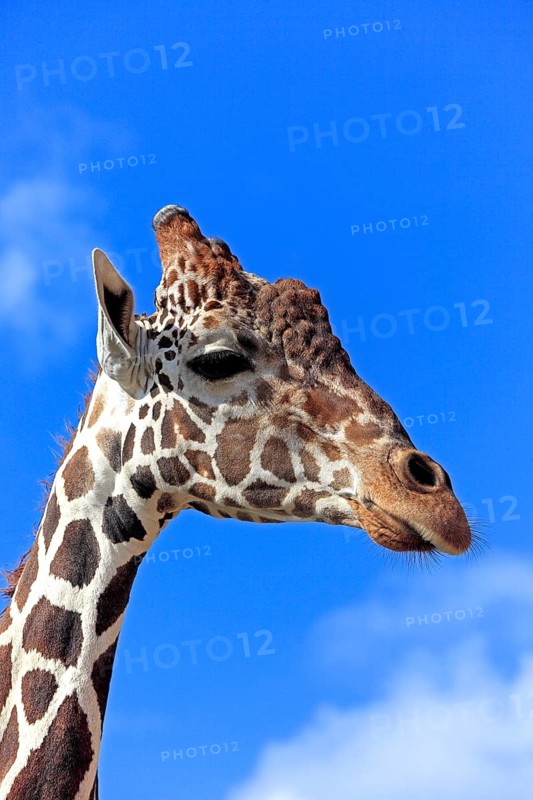 Reticulated Giraffe (Giraffa camelopardalis reticulata)