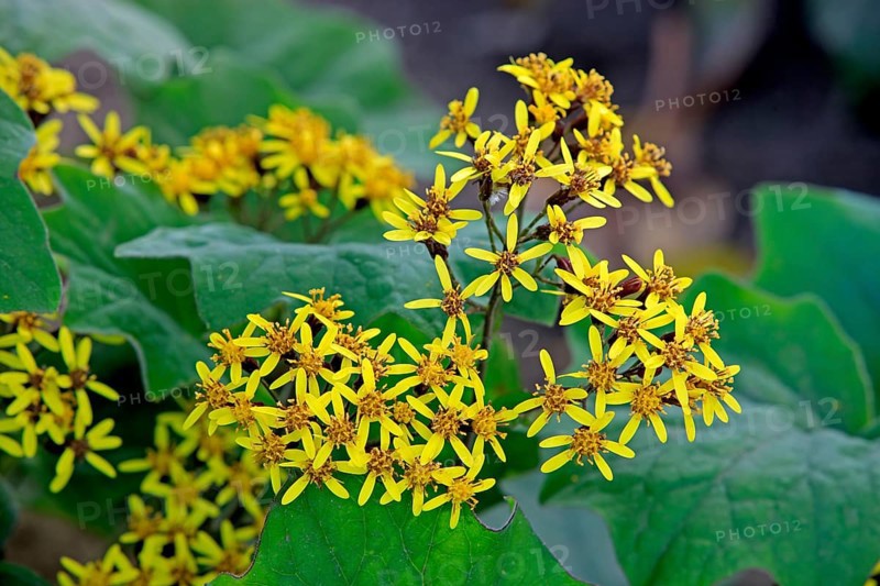 Velvet gundel, California (Senecio petasitis), USA, North America