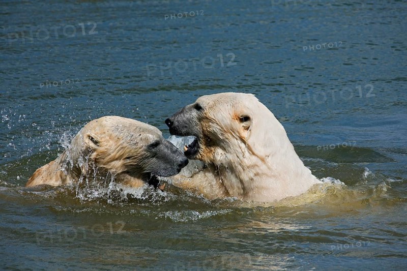Thalarctos maritimus, Thalassarctos maritimus, polar bear (Thalarctos maritimus), polar bear Polar bears, polar bears, bears, predators, mammals, animals, Polar bears play fighting in sea, Norway, Europe