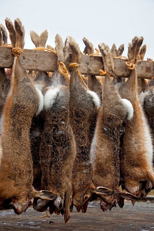 Dead european hare (Lepus europaeus), killed by hunters during a hunting party, ready for transport by cart, Germany, Europe