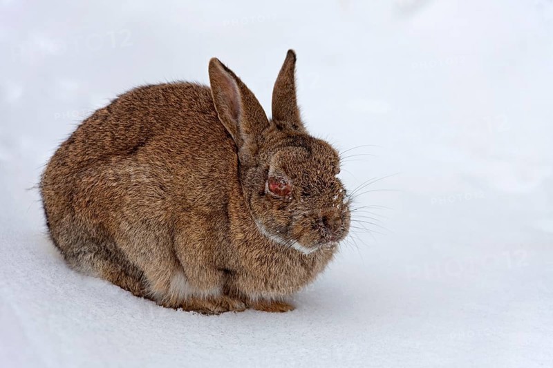 European rabbit (Oryctolagus cuniculus) in snow in winter, infected with myxomatosis disease with swelling around the eyes, Germany, Europe