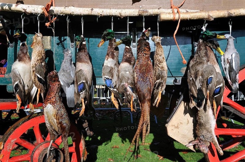 Carriage with game, mallard, wood pigeon, pheasant, hare, during the commemoration of Saint Hubert, Saint Hubert, Brasschaat, Belgium, Europe