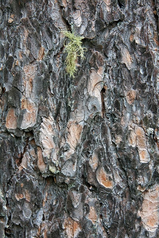 Scots pine, Scots pine (Pinus sylvestris) bark close-up, scots pine, Scots pine, scots pine, scots pine, scots pine, scots pine